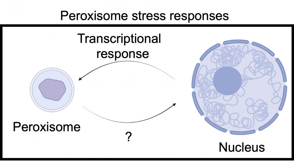 peroxisome_stress_responses