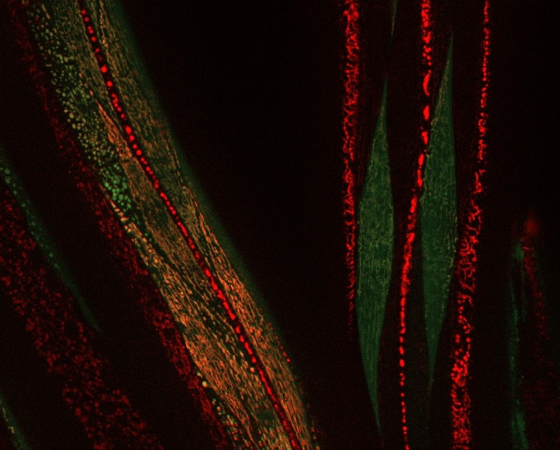 mitochondria_stress_responses